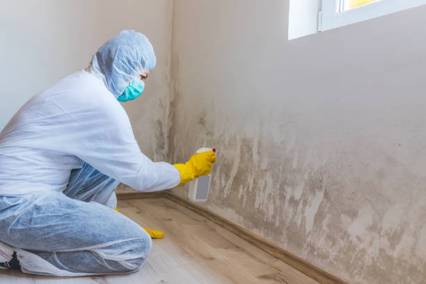 Licensed Mold Remediation service in Teaticket, MA - 24 Hour Mold Removal