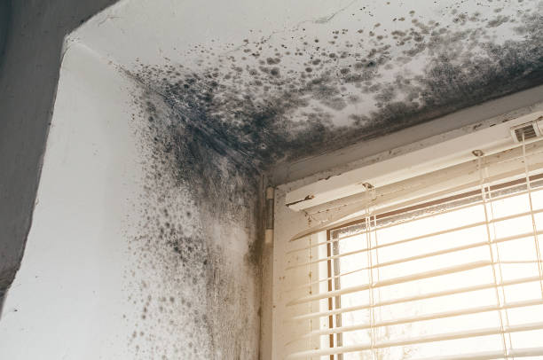Affordable Mold Remediation solutions in Teaticket, MA