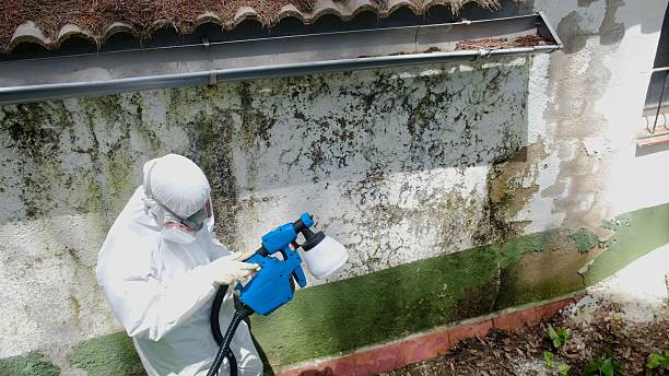 Top rated local Mold Remediation specialists in Teaticket, MA